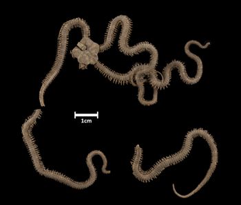 Media type: image;   Invertebrate Zoology OPH-1592 Description: Top of brittle star with a view of the disc.;  Aspect: dorsal